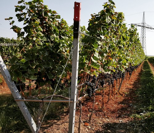 Lyra Trellis supporting Pinot Noir in Weingut Bossert’s Höllenbrand Vineyard.