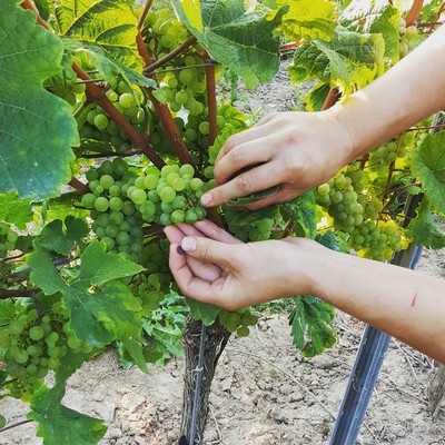 A young cluster of Riesling being "halved" to prevent mold growth and allow development